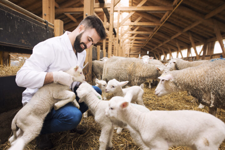 Meat Your Farmer - Startup MVP app 9 Portfolio - Meat your farmer