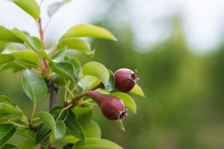 EatFruit - Portfolio